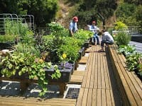 rooftop garden - Element ICF rooftop garden pic